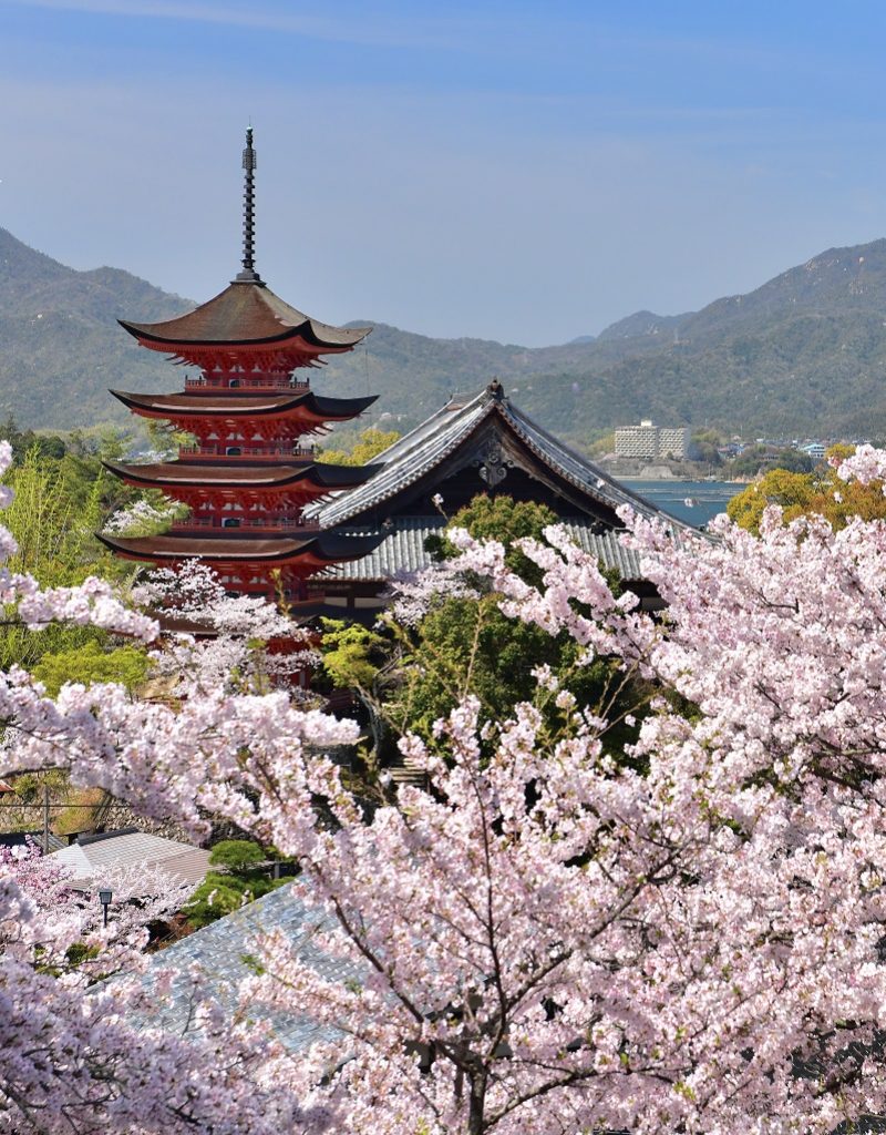 宮島の五重塔と満開の桜
